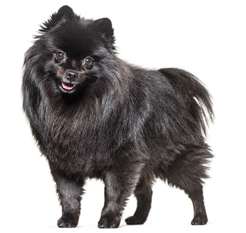 German Spitz Mittel Dog Breed Information Purina